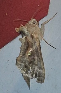 Trichoplusia ni