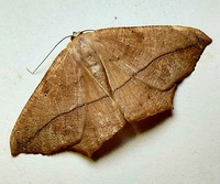 Prochoerodes lineola