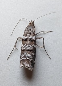 Dioryctria amatella