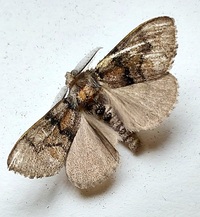 Dasychira manto