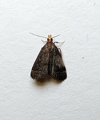 Loxostegopsis merrickalis