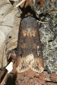 Agrotis ipsilon