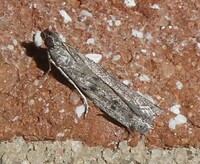 Phycitodes mucidella