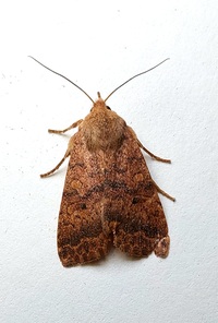 Sunira bicolorago