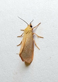 Virbia aurantiaca