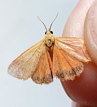 Virbia aurantiaca
