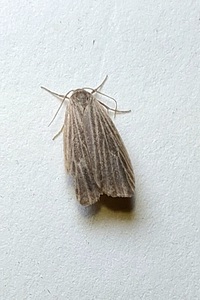 Crambidia pallida