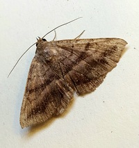 Metalectra quadrisignata