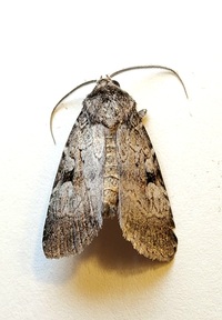 Feltia geniculata