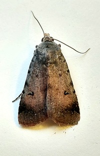 Anicla unidentified species