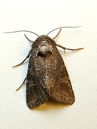 Lacinipolia meditata