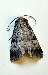 Feltia geniculata