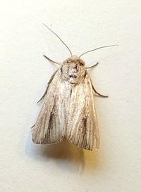 Leucania unidentified species