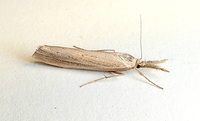 Thaumatopsis edonis