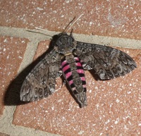 Agrius cingulata