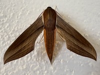 Xylophanes tersa