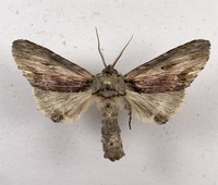 Oedemasia semirufescens