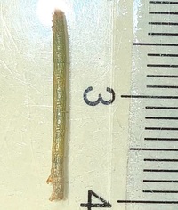 Disclisioprocta stellata