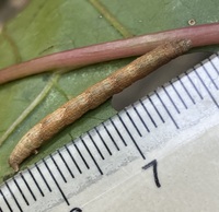 Disclisioprocta stellata