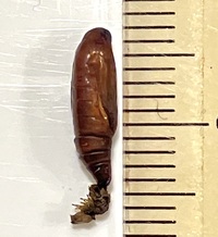 Disclisioprocta stellata