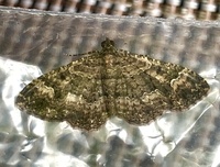 Disclisioprocta stellata