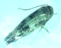 Elachista unidentified species