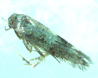 Elachista unidentified species