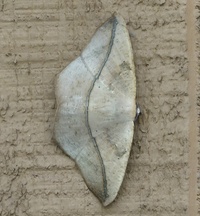 Prochoerodes lineola