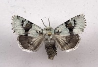 Lacinipolia implicata