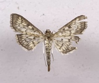 Herpetogramma thestealis