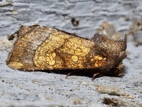 Papaipema impecuniosa