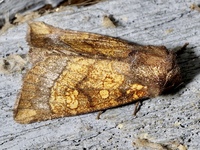 Papaipema impecuniosa