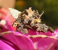 Synchlora unidentified species