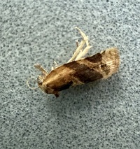 Argyrotaenia velutinana