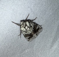 Lacinipolia implicata