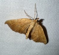 Eulithis gracilineata