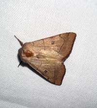 Choephora fungorum