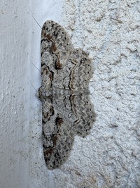 Iridopsis defectaria