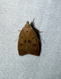 Machimia tentoriferella