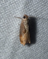 Episimus tyrius