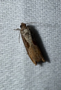 Episimus tyrius