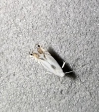 Phyllocnistis ampelopsiella
