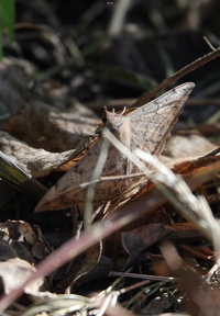 Anticarsia gemmatalis