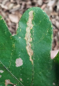 Cameraria unidentified species