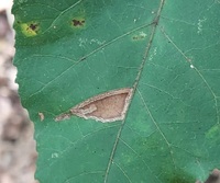 Stigmella caryaefoliella