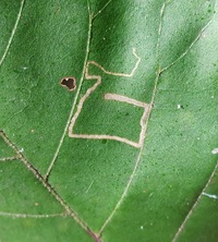 Stigmella new species 2