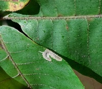 Cameraria caryaefoliella