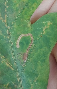 Stigmella unidentified species