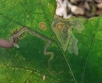 Stigmella unidentified species