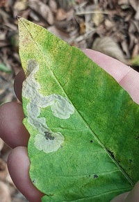 Cameraria guttifinitella